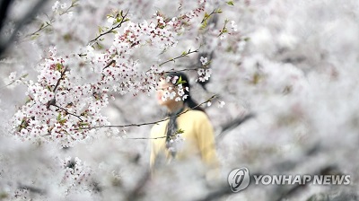 진해벚꽃.jpg
